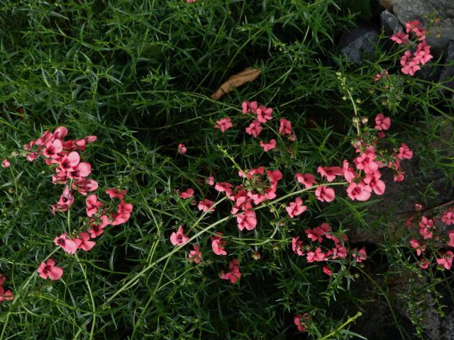 Ostruhatka (Diascia integerrima Benth.)