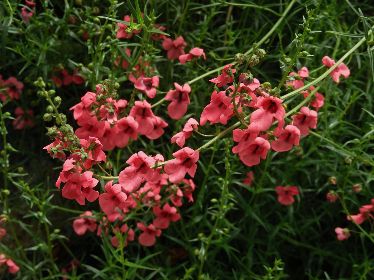 Ostruhatka (Diascia integerrima Benth.)