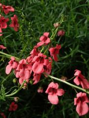 Ostruhatka (Diascia integerrima Benth.)