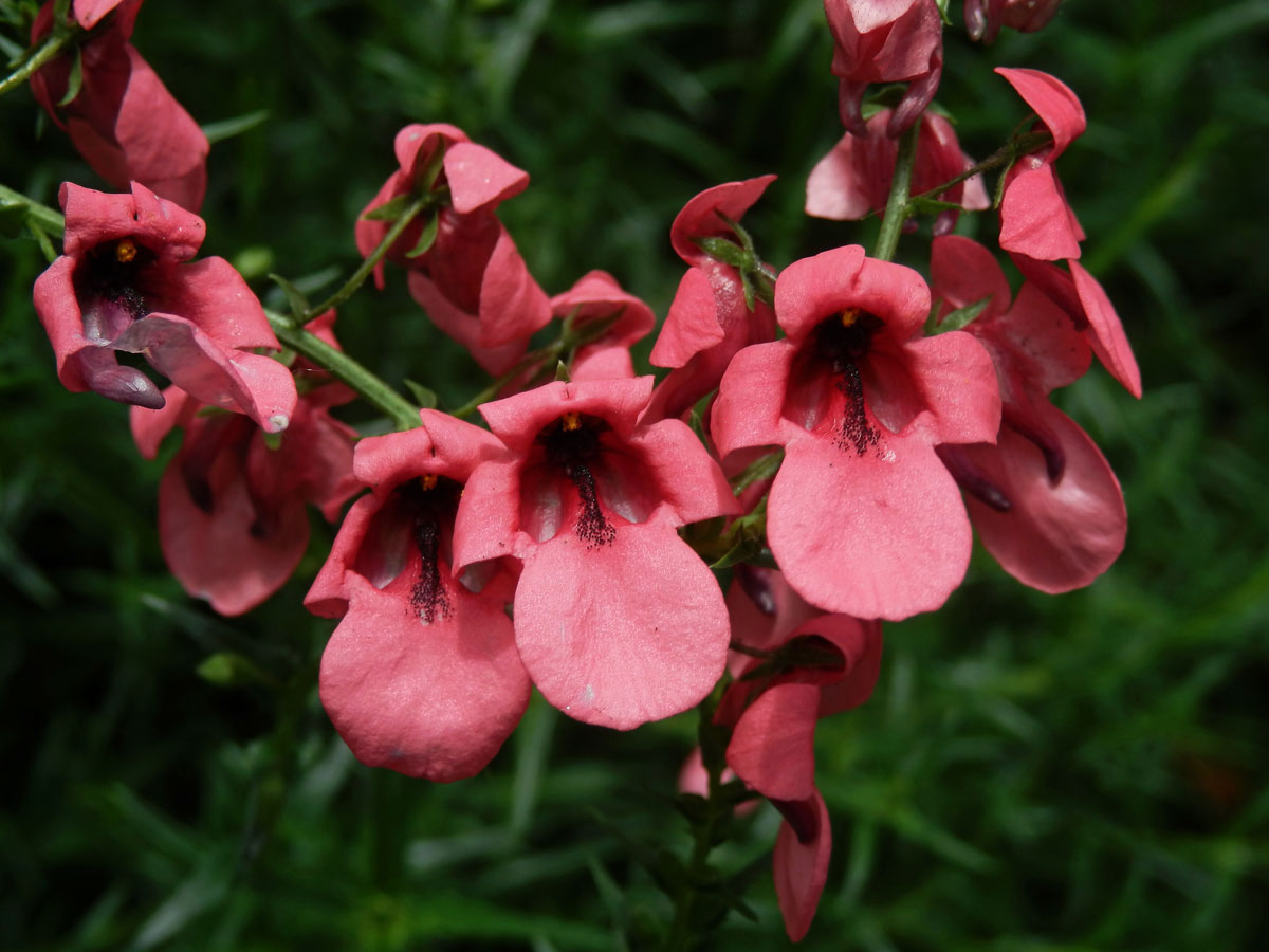 Ostruhatka (Diascia integerrima Benth.)