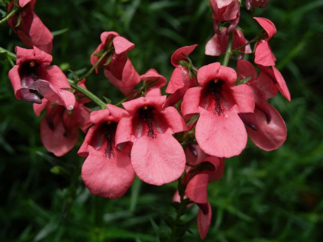 Ostruhatka (Diascia integerrima Benth.)