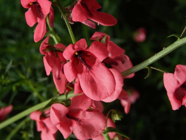 Ostruhatka (Diascia integerrima Benth.)