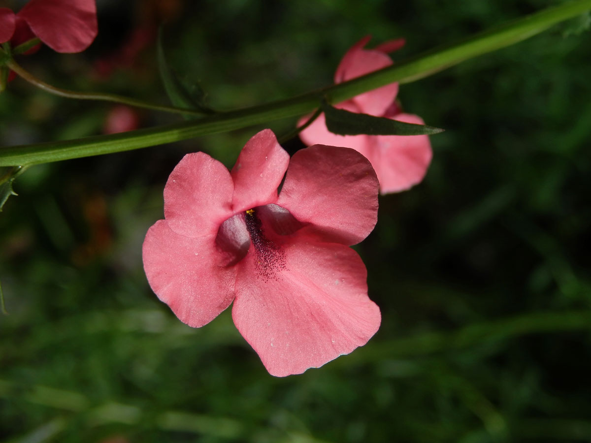 Ostruhatka (Diascia integerrima Benth.)