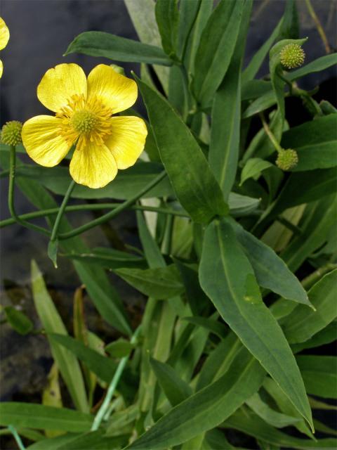 Pryskyřník velký (Ranunculus lingua)