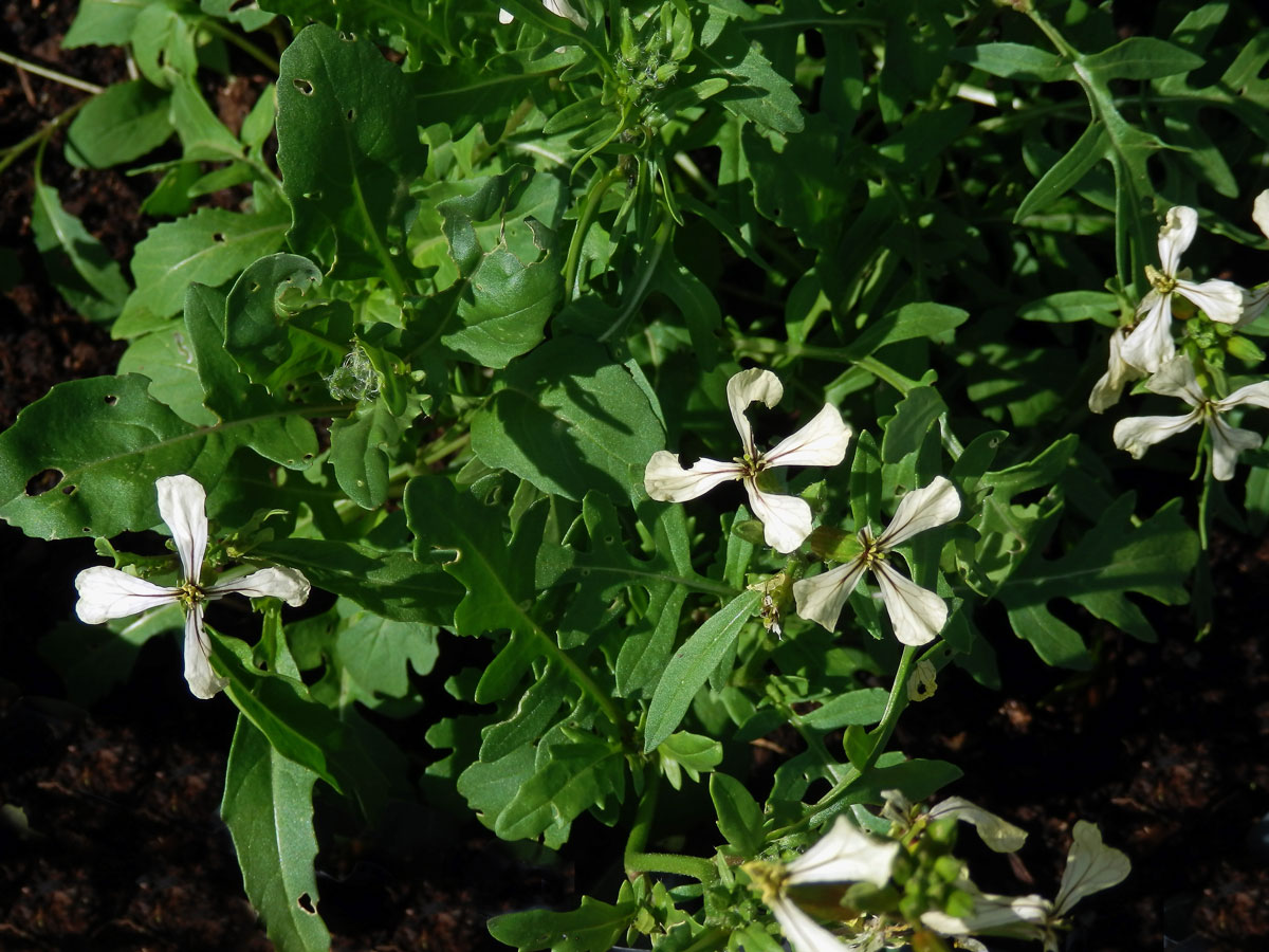 Roketa setá (Eruca sativa (L.) Mill.)