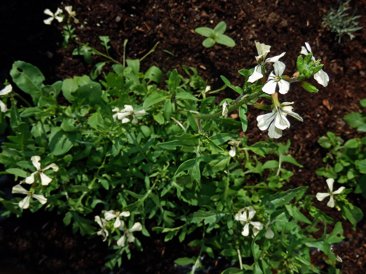 Roketa setá (Eruca sativa (L.) Mill.)