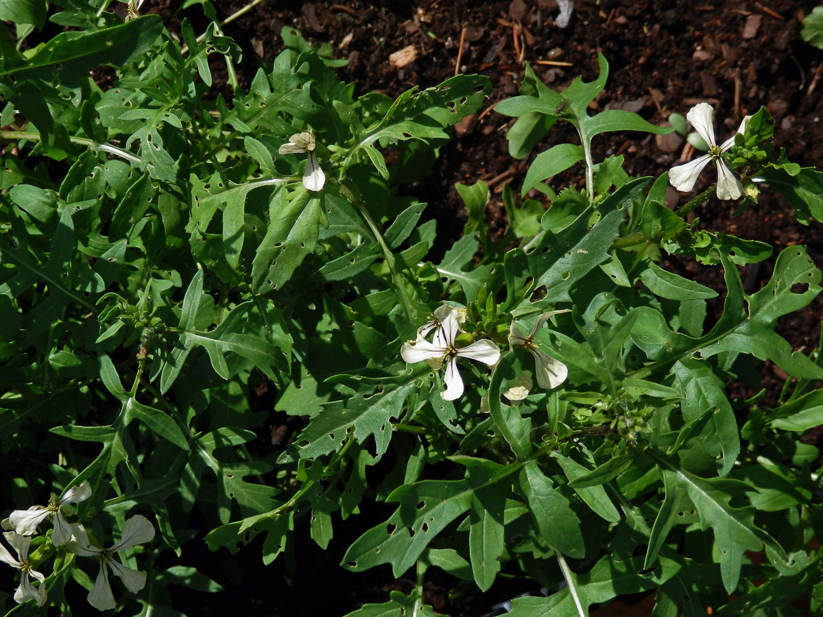 Roketa setá (Eruca sativa (L.) Mill.)