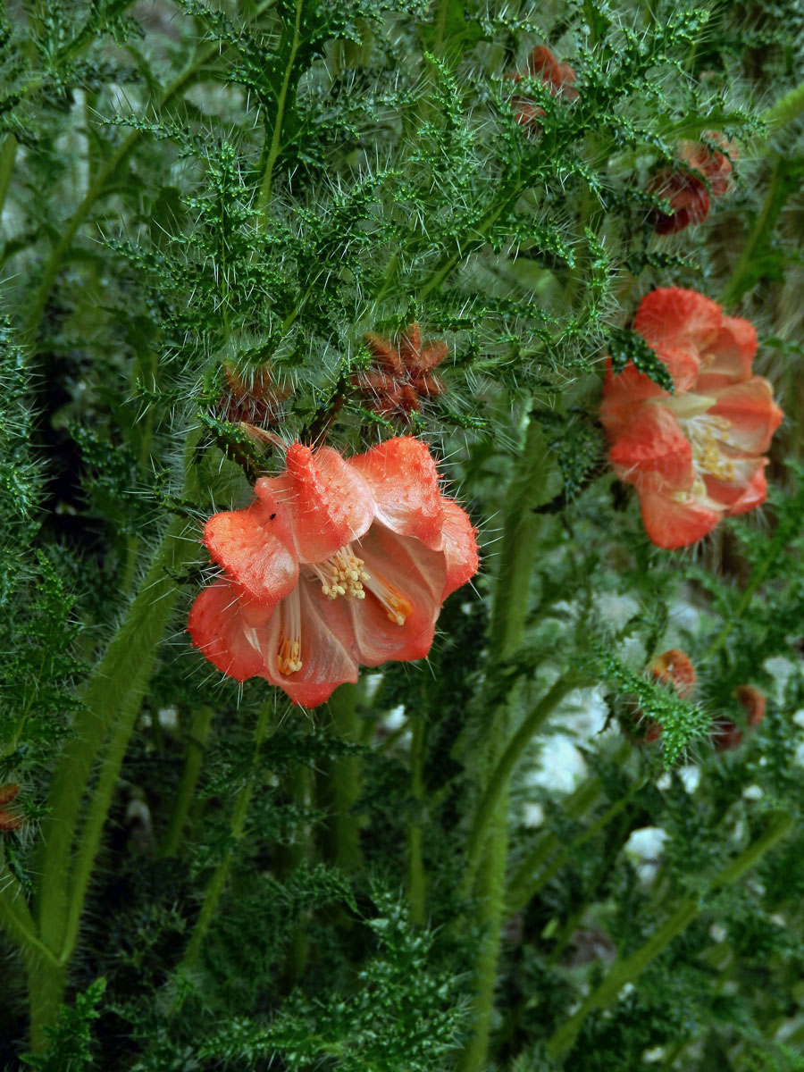 Caiophora chuquitensis (Meyen) Urb. et Gilg