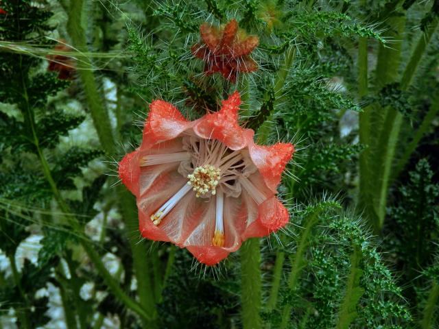 Caiophora chuquitensis (Meyen) Urb. et Gilg