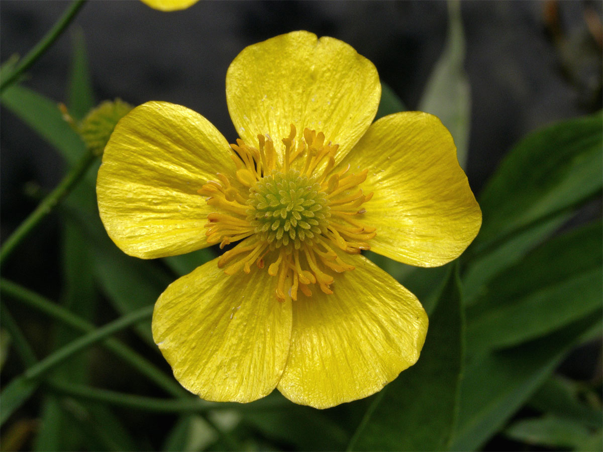 Pryskyřník velký (Ranunculus lingua)