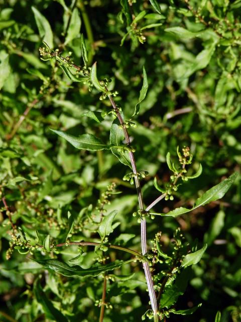 2_Rdesnovité: Šťovík (Rumex)