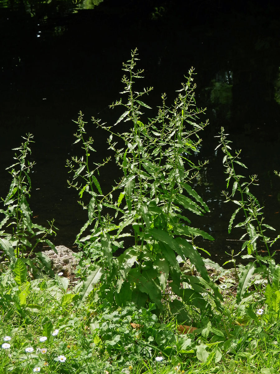 2_Rdesnovité: Šťovík (Rumex)