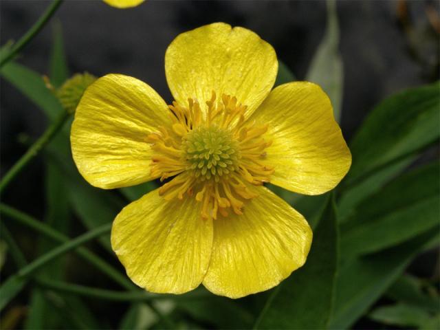 Pryskyřník velký (Ranunculus lingua)