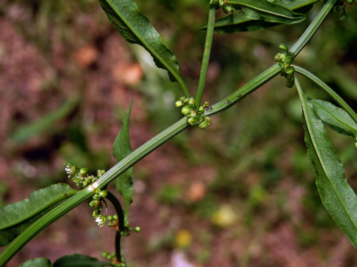 2_Rdesnovité: Šťovík (Rumex)