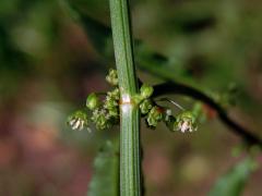 2_Rdesnovité: Šťovík (Rumex)