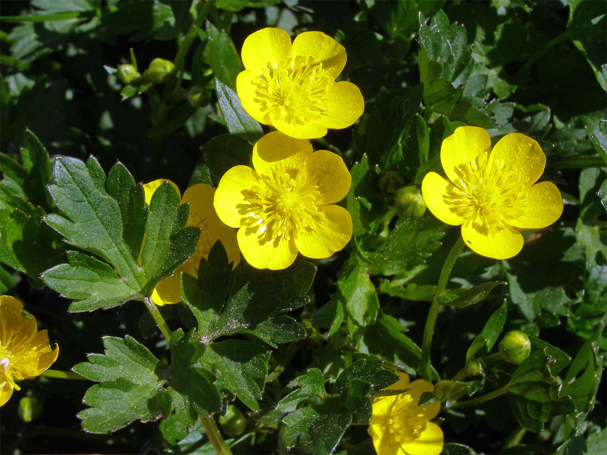 Pryskyřník plazivý (Ranunculus repens L.)