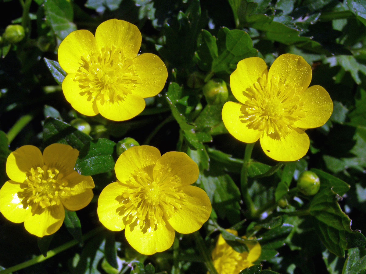 Pryskyřník plazivý (Ranunculus repens L.)