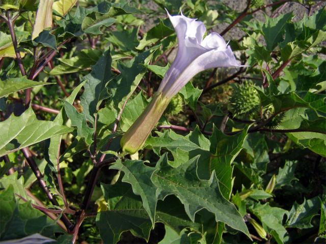 Durman obecný (Datura stramonium L. var. tatula (L.) Torr.)