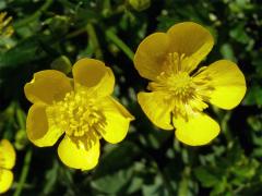 Pryskyřník plazivý (Ranunculus repens L.)