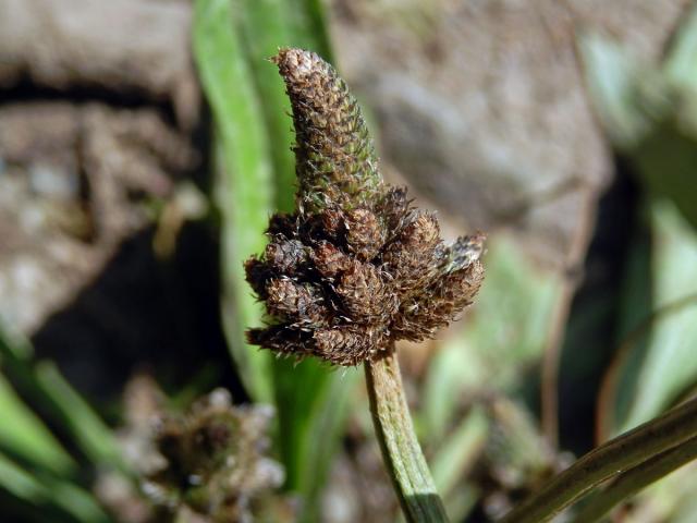 Jitrocel kopinatý (Plantago lanceolata L.) - větvené květenství (13)