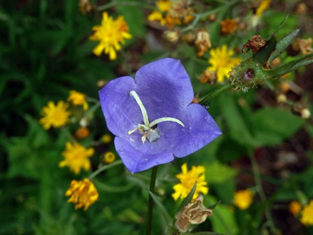 Zvonek broskvolistý (Campanula persicifolia L.), čtyřčený květ