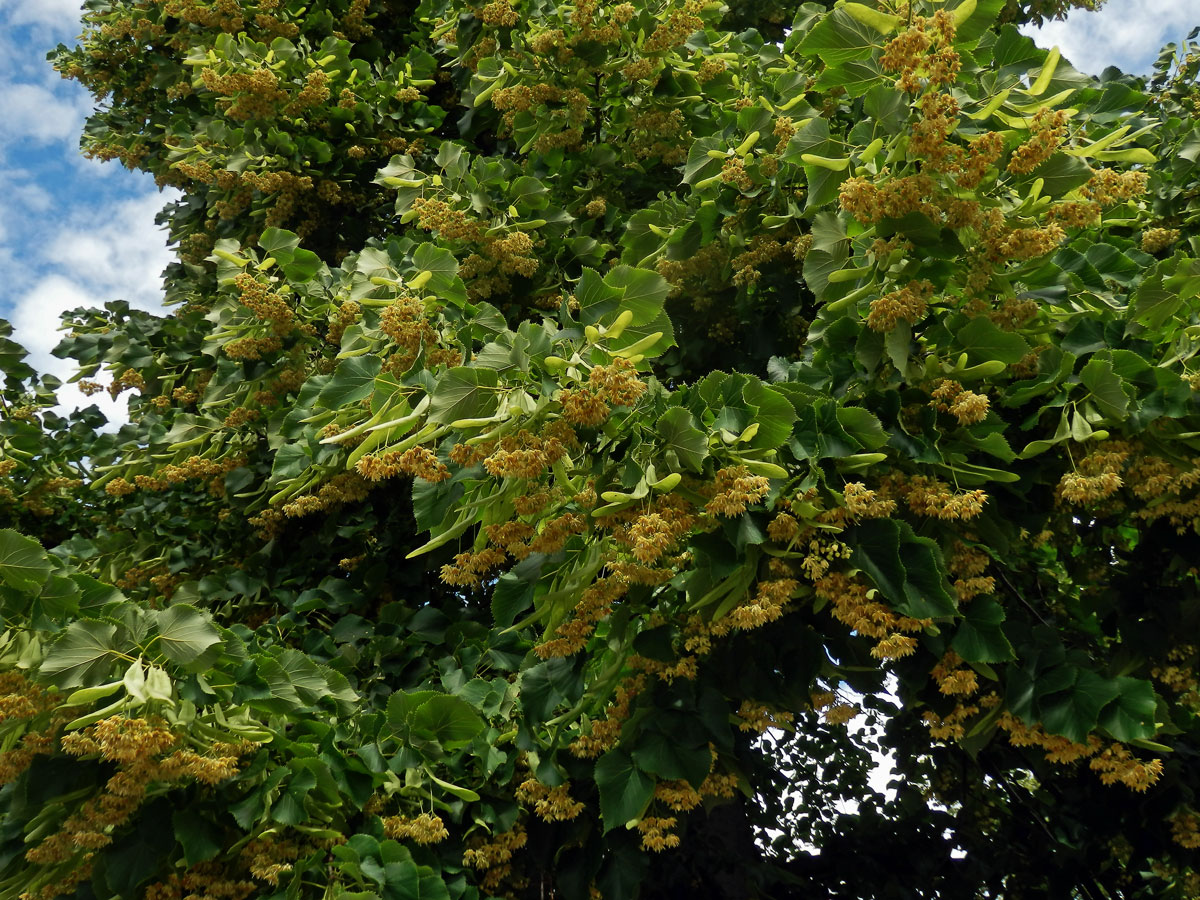 Lípa stříbrná (Tilia tomentosa Moench)