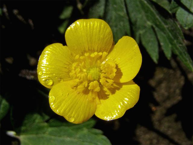 Pryskyřník plazivý (Ranunculus repens L.)