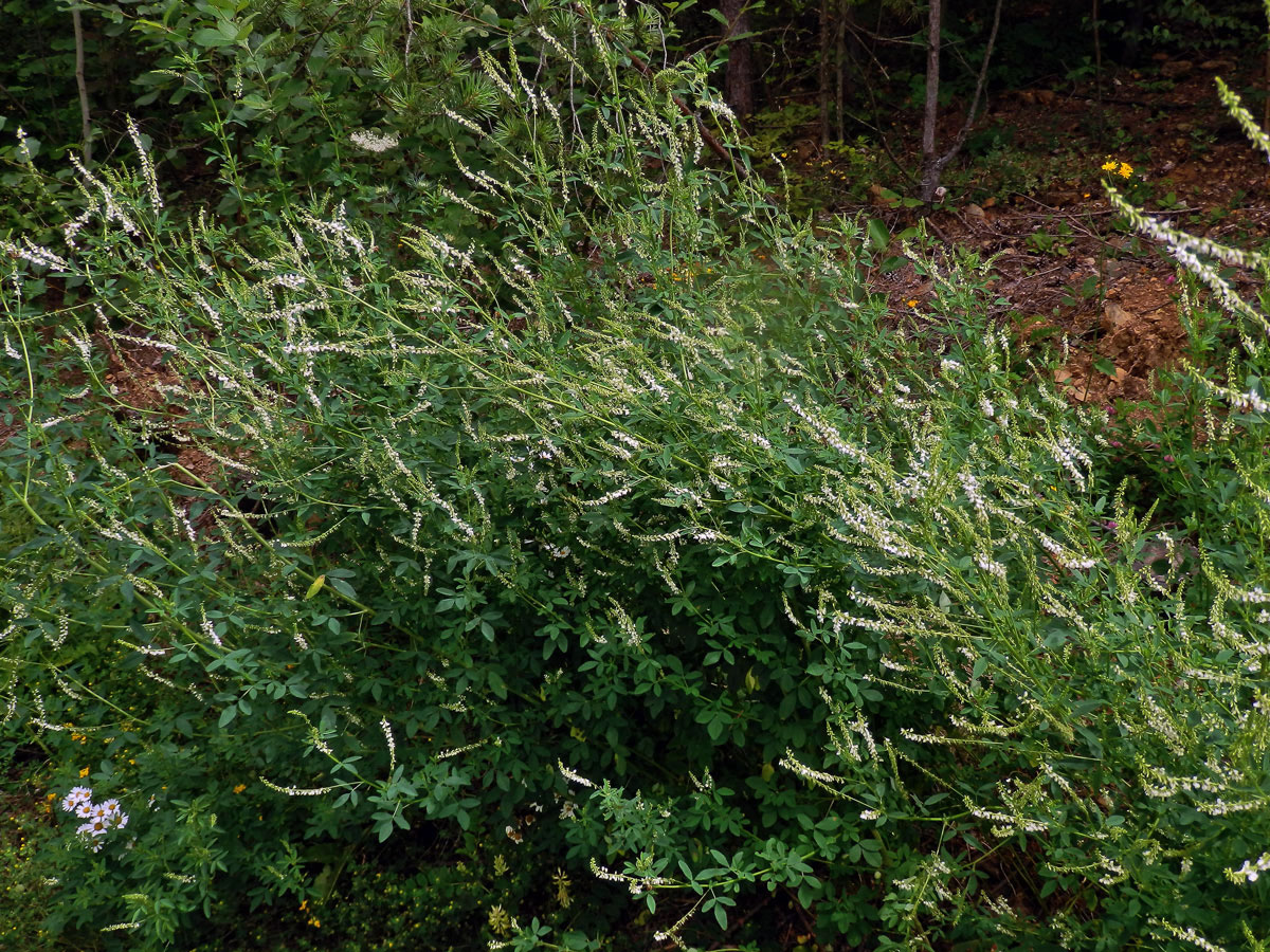 Komonice bílá (Melilotus albus Med.)