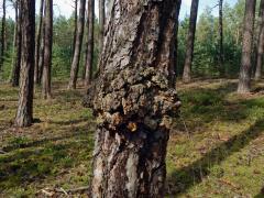 Tumor na borovici lesní (Pinus sylvestris L.) (35)