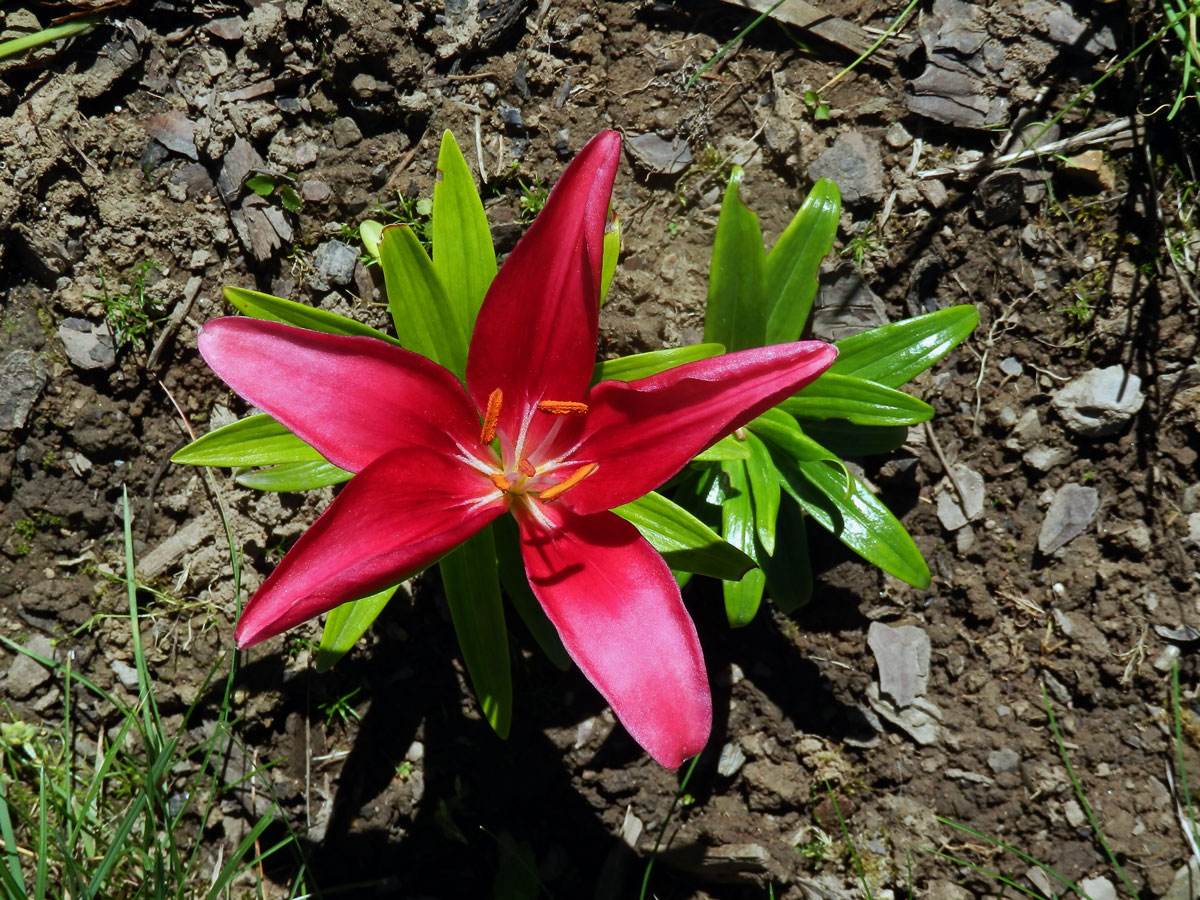 Lilie (Lilium L.) s pětčetným květem