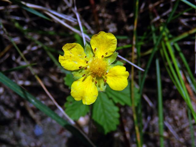 Mochna plazivá (Potentilla reptans L.) s čtyřčetným květem (7)