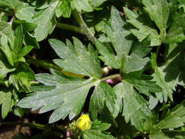 Pryskyřník plazivý (Ranunculus repens L.)