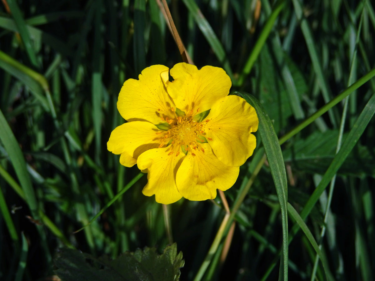 Mochna plazivá (Potentilla reptans L.) s šestičetným květem (10)