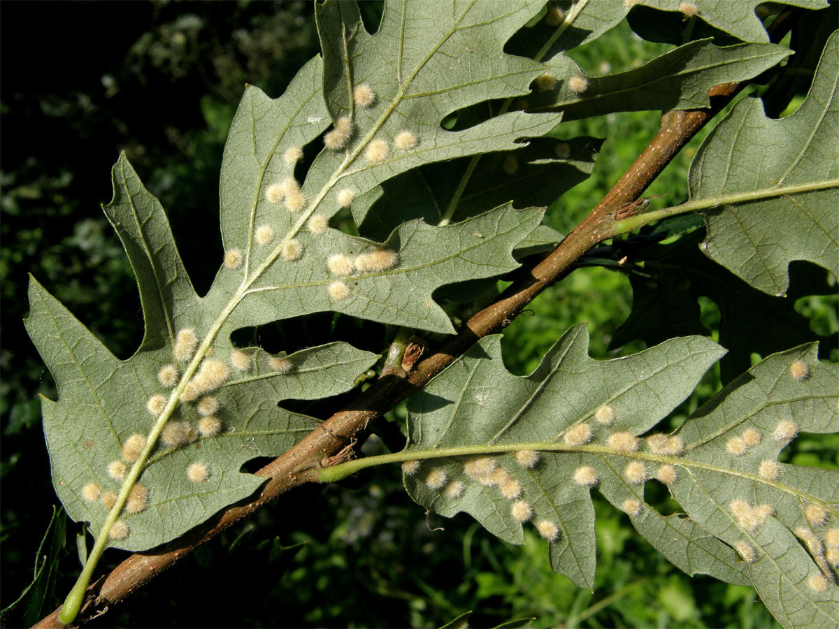 Hálky bejlomorky Dryomia circinnans, dub cer