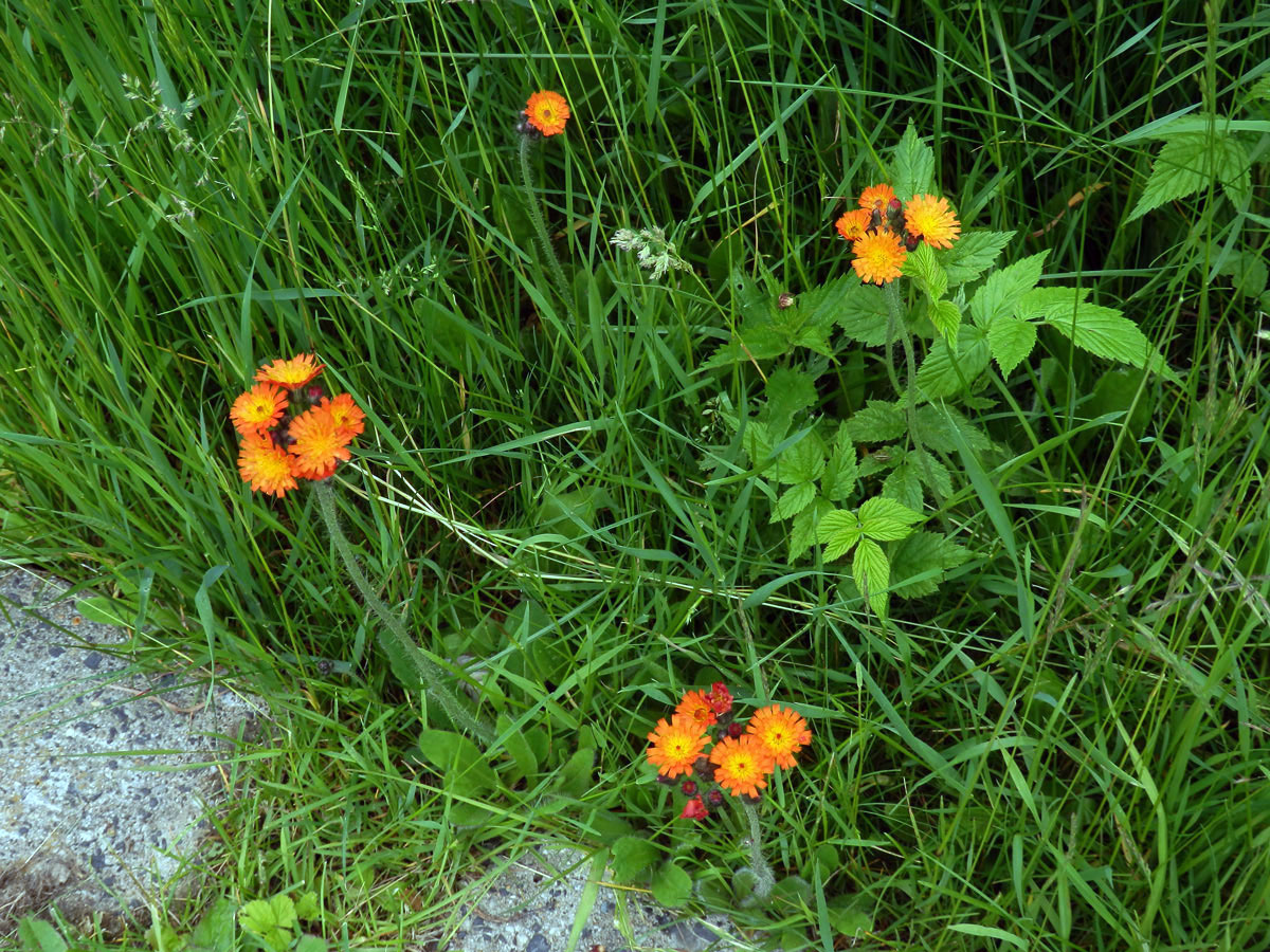 Jestřábník oranžový (Hieracium aurantiacum  L.)