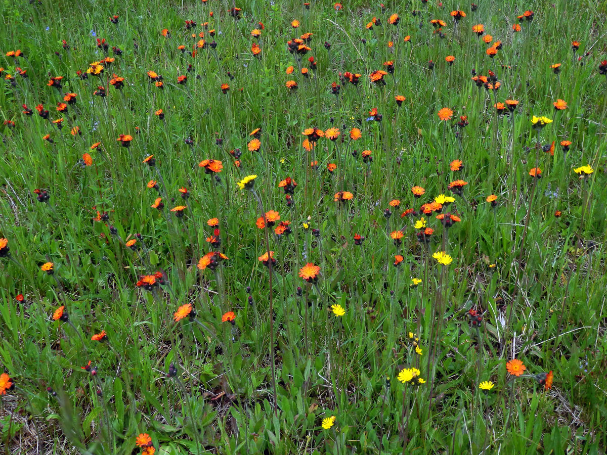 Jestřábník oranžový (Hieracium aurantiacum  L.)