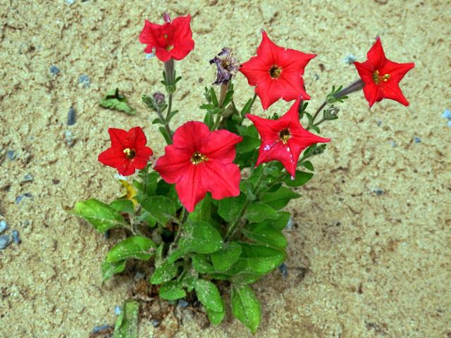 Petunie (Petunia exserta Stehmann)