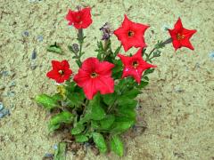 Petunie (Petunia exserta Stehmann)  