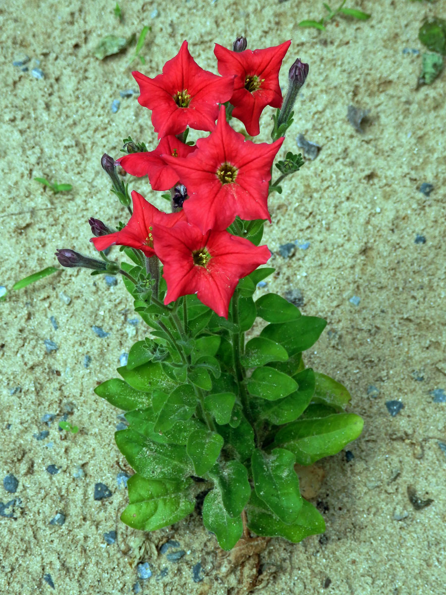 Petunie (Petunia exserta Stehmann)