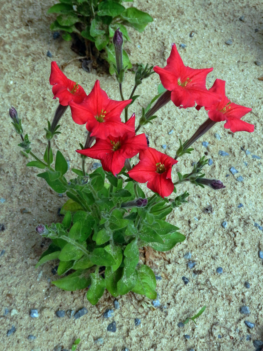 Petunie (Petunia exserta Stehmann)