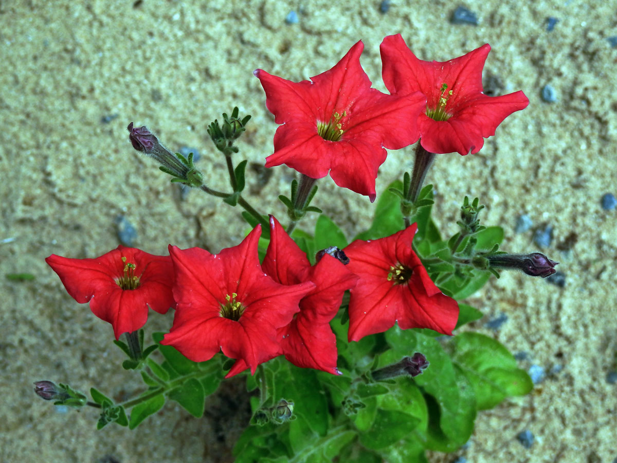 Petunie (Petunia exserta Stehmann)