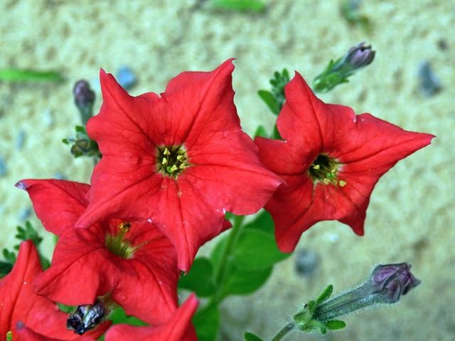 Petunie (Petunia exserta Stehmann)