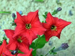 Petunie (Petunia exserta Stehmann)