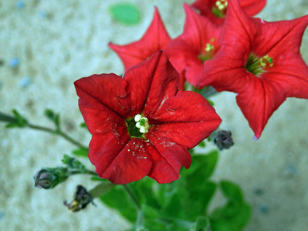 Petunie (Petunia exserta Stehmann)