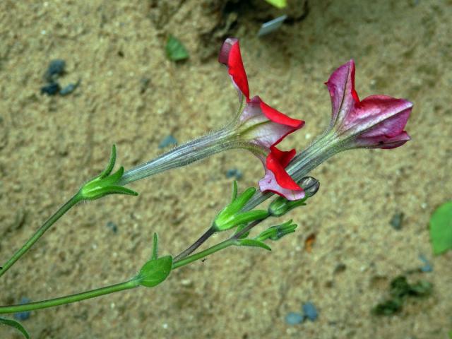 Petunie (Petunia exserta Stehmann)