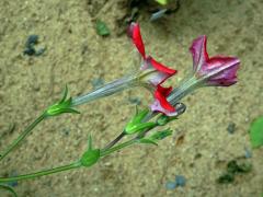 Petunie (Petunia exserta Stehmann)