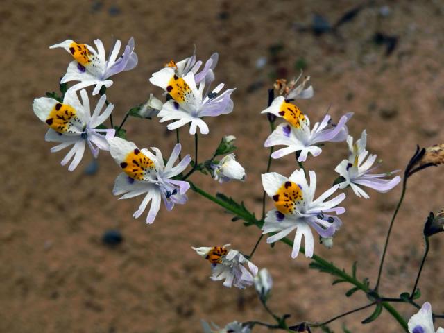 Klanokvět (Schizanthus tricolor[/i] Grau & Gronbach)