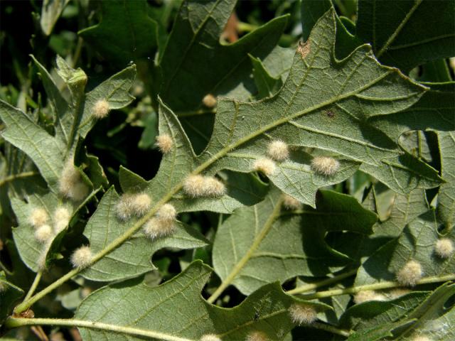 Hálky bejlomorky Dryomia circinnans, dub cer