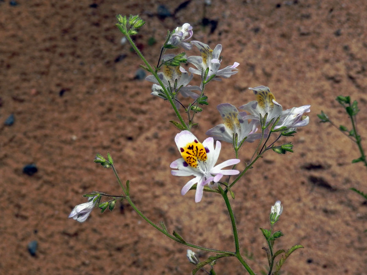 Klanokvět (Schizanthus tricolor[/i] Grau & Gronbach)