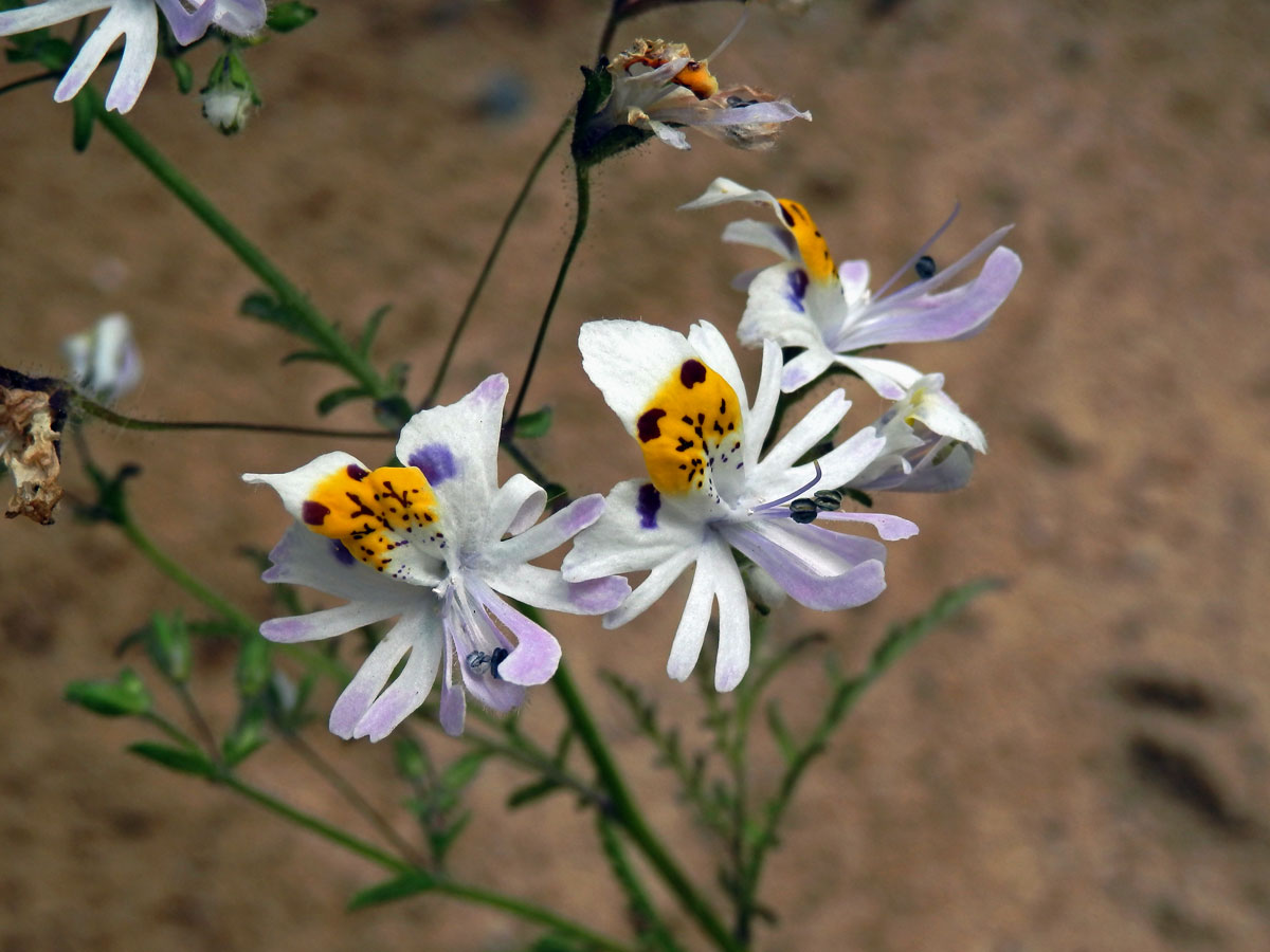 Klanokvět (Schizanthus tricolor[/i] Grau & Gronbach)